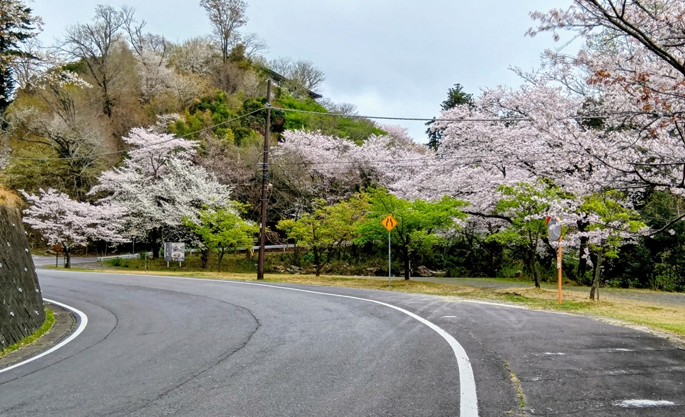 雨引観音まで桜並木が続きます＝2026年4月1日撮影