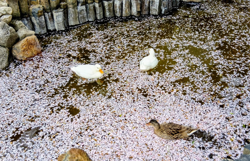 池に浮かぶ花筏＝2026年4月1日撮影