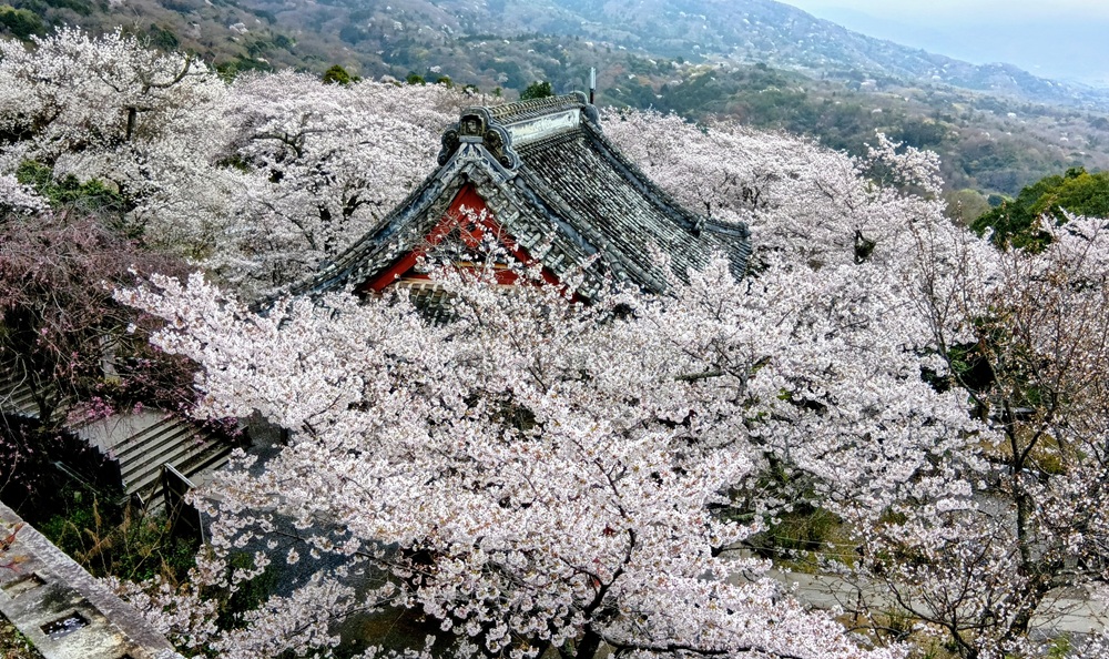 仁王門を囲むように咲く桜＝2026年4月1日撮影