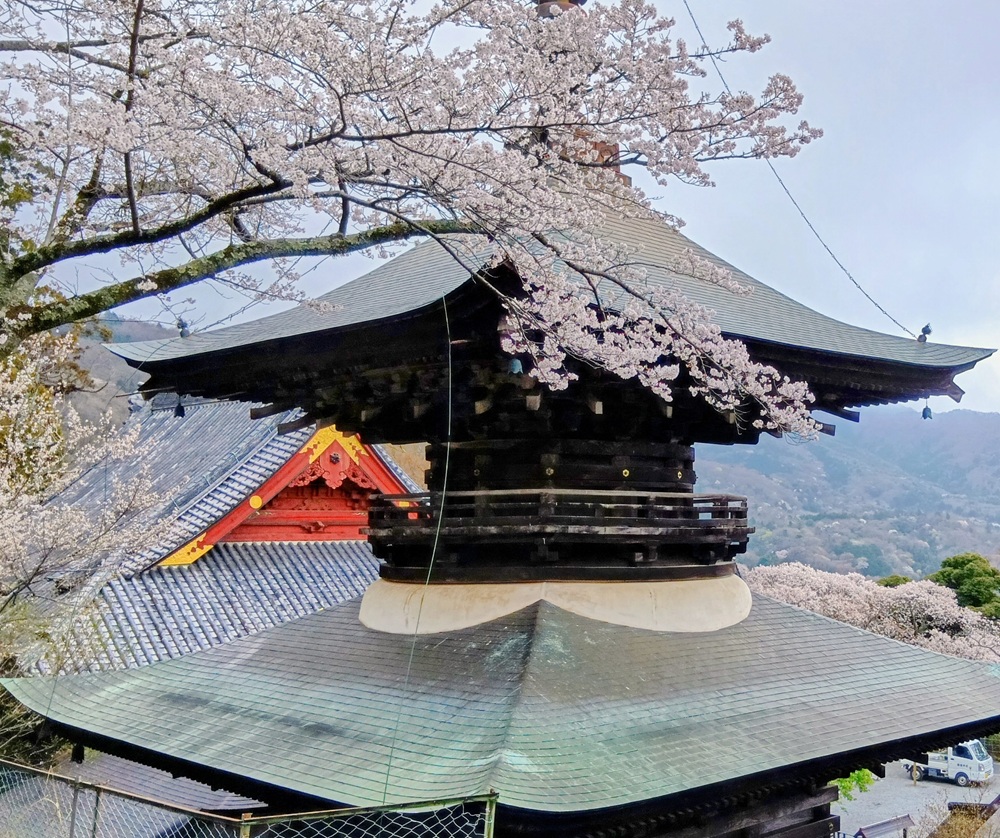 多宝塔と桜＝2026年4月1日撮影