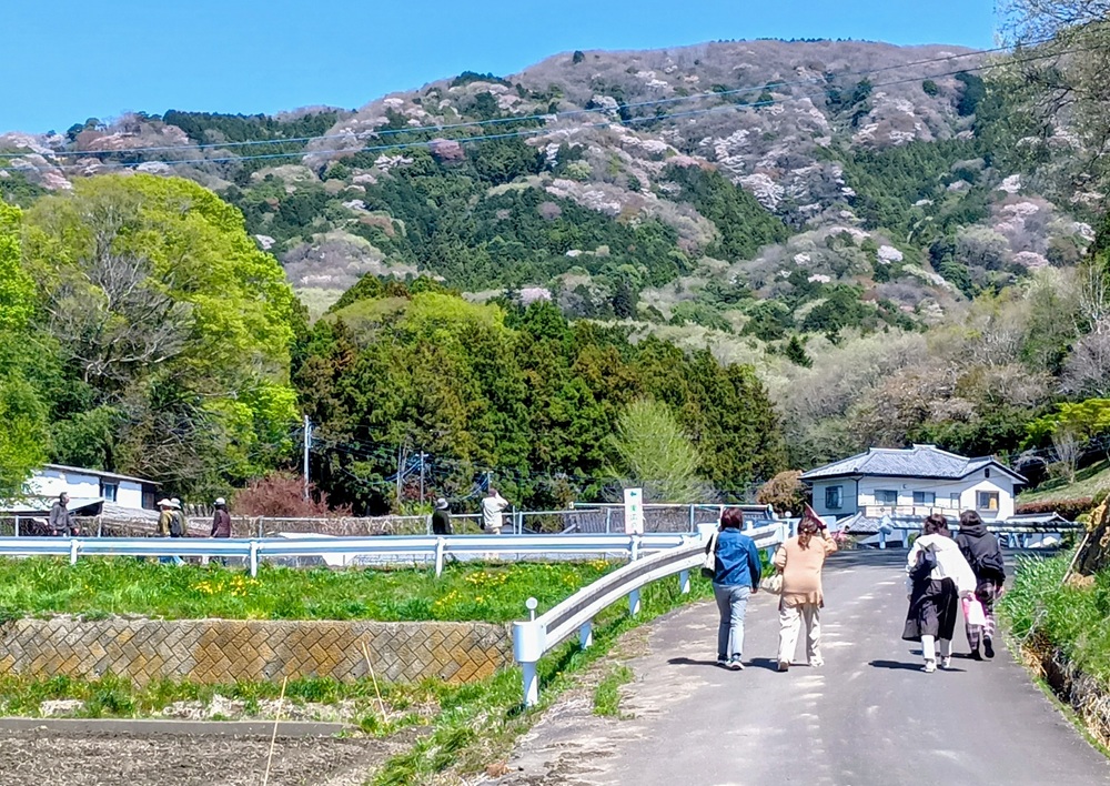 集落内からも高峯のヤマザクラがよく見えます（4月８日撮影）