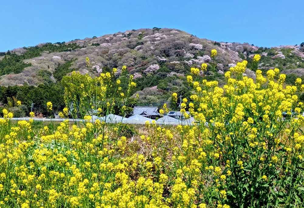 高峯のヤマザクラと菜の花（4月８日撮影）