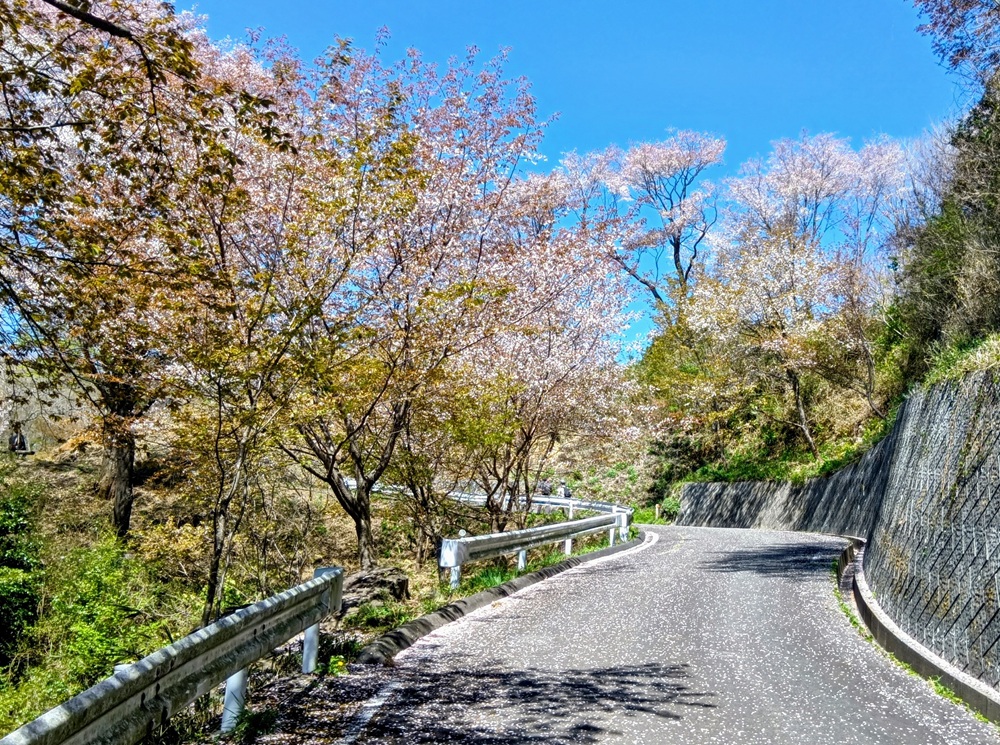 ヤマザクラの咲く平沢林道（4月８日撮影）