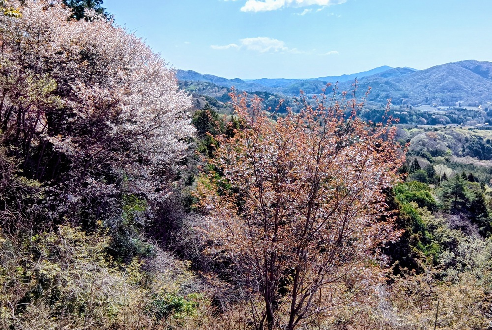 高峯第１展望台から見るヤマザクラ（4月8日撮影）