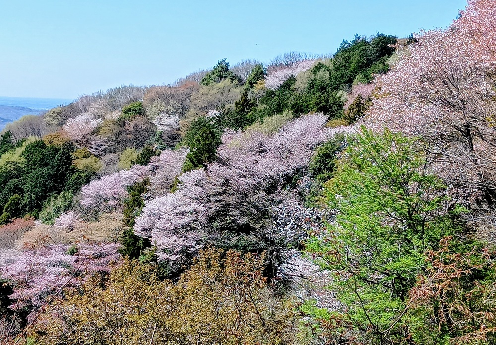雨巻山に咲くヤマザクラ（4月8日撮影）