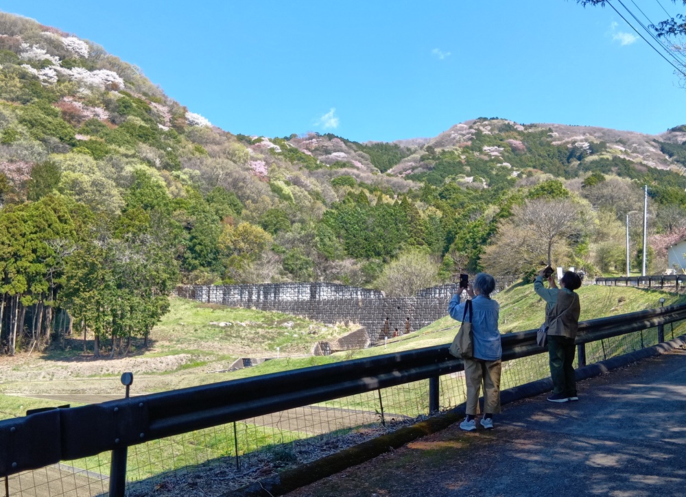 ヤマザクラを見ながらハイキング（4月８日撮影）