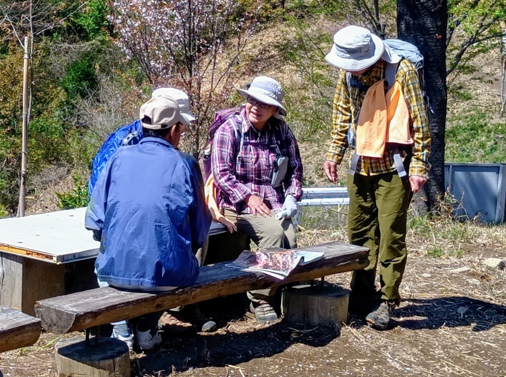 地元の人によるヤマザクラのガイド（4月８日撮影）
