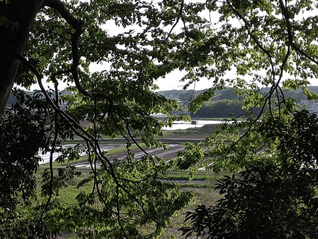 眼下には水田が広がっていました。田植えの季節です＝筑西市宮山