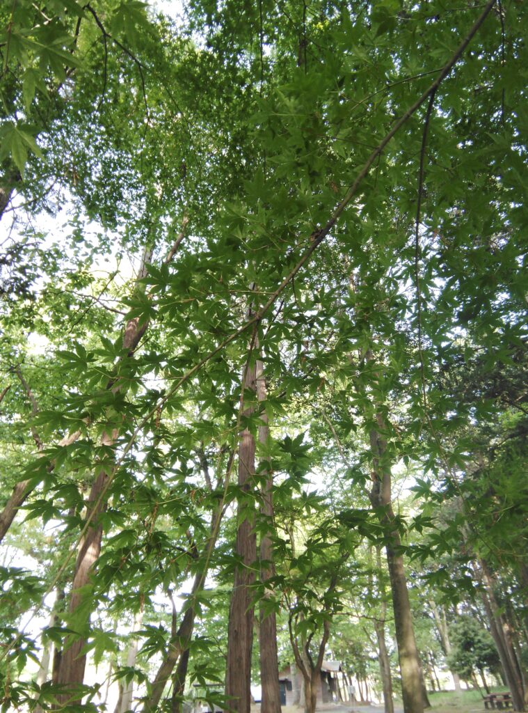 新緑の中でリフレッシュできました＝筑西市宮山