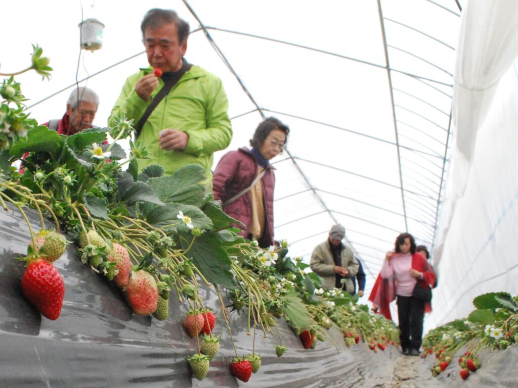 イチゴ狩り（イメージ写真）