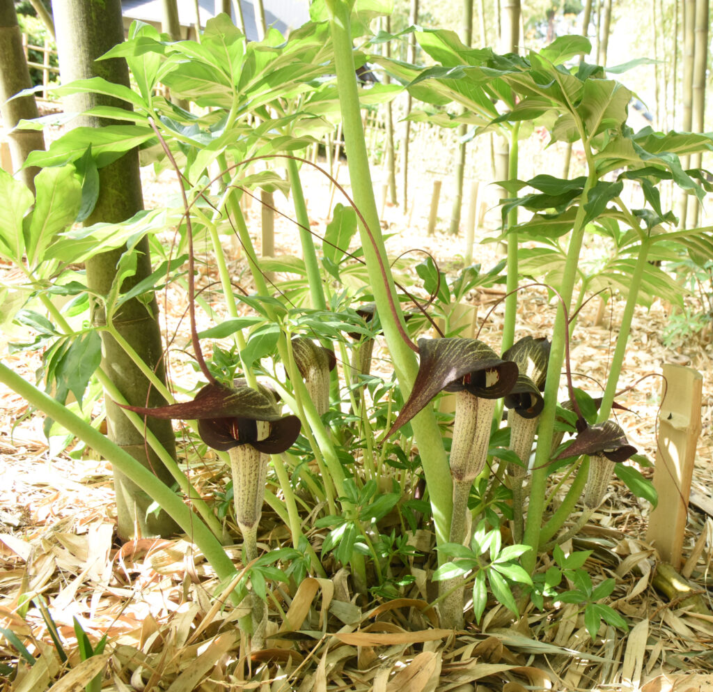竹林に育つウラシマソウ（資料写真）