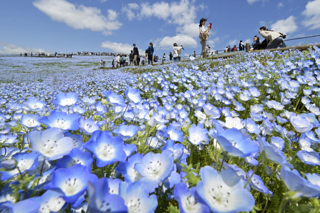 咲き乱れるネモフィラ（資料写真）