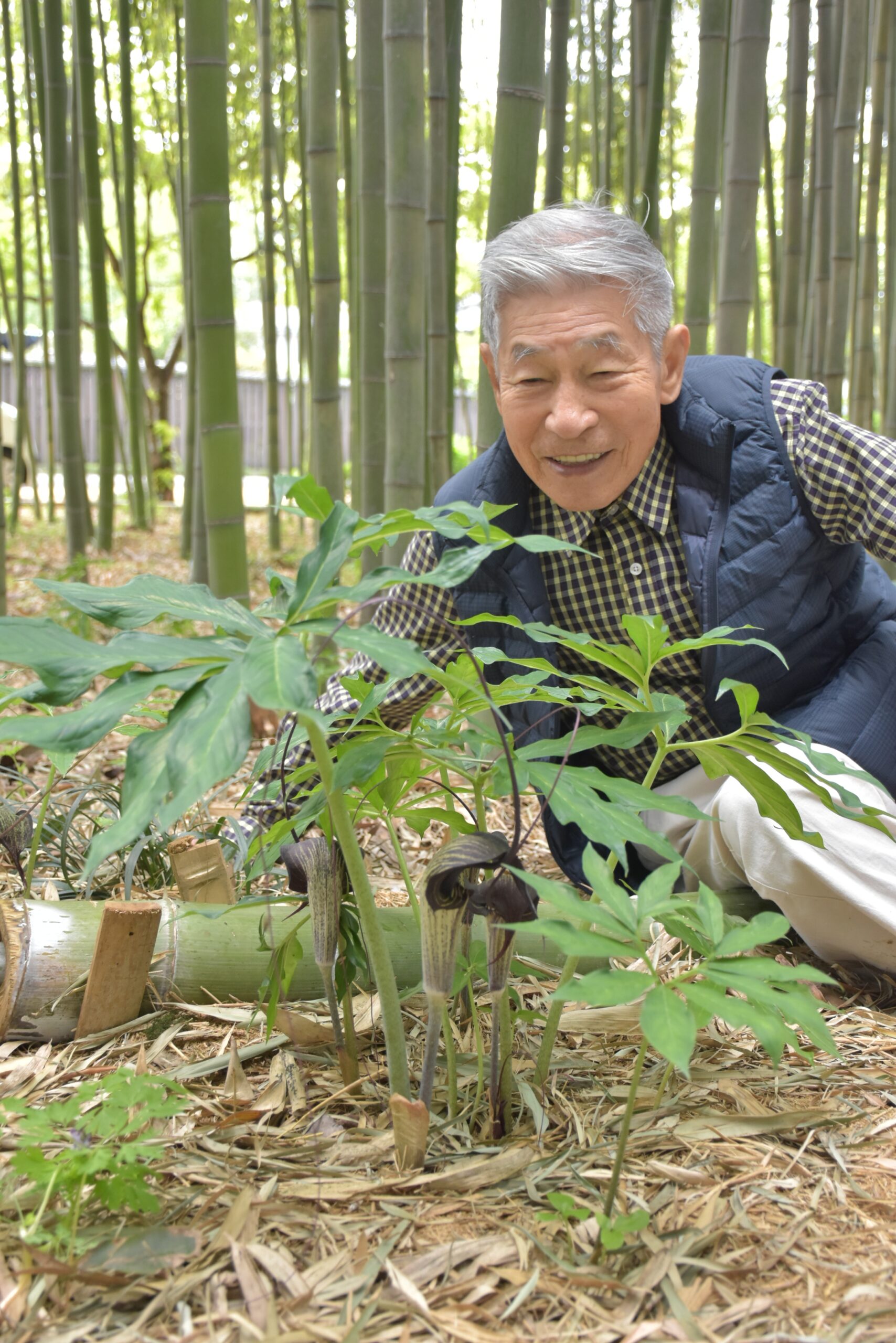見頃を迎えたウラシマソウ=筑西市関本肥土