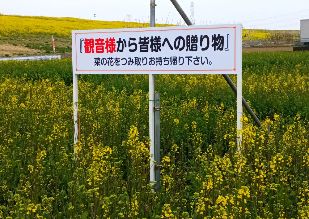 「観音様からの贈り物」。番外・地蔵堂では近くの畑から菜の花を摘むことができました=五霞町釈迦地蔵前