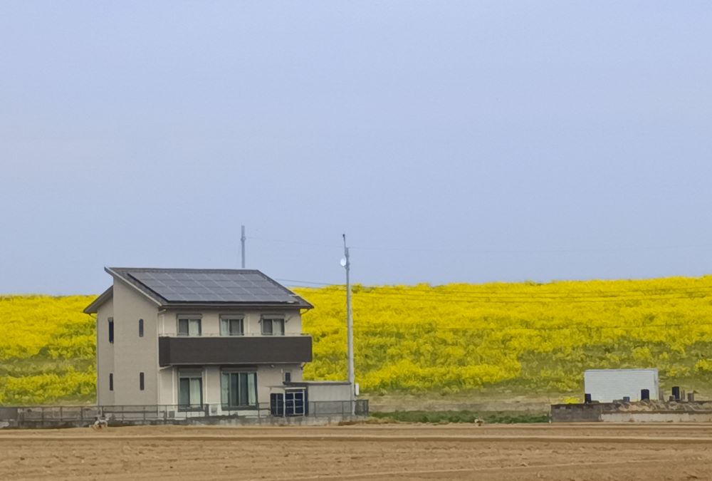利根川の堤防に咲く菜の花