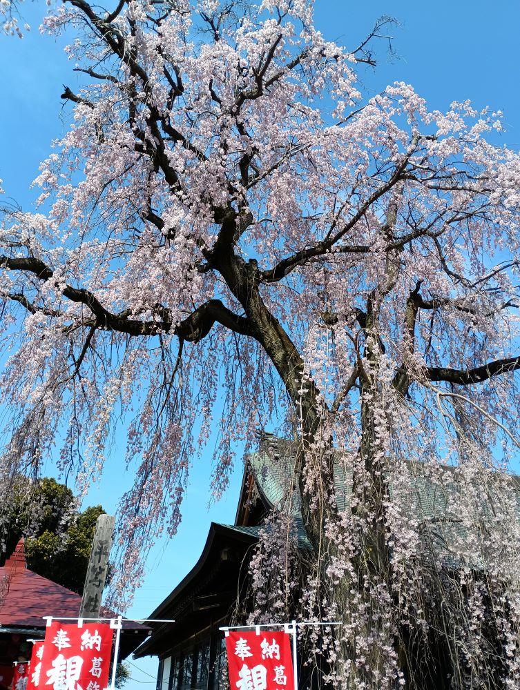 第18番札所・久昌院のシダレザクラ=古河市山田