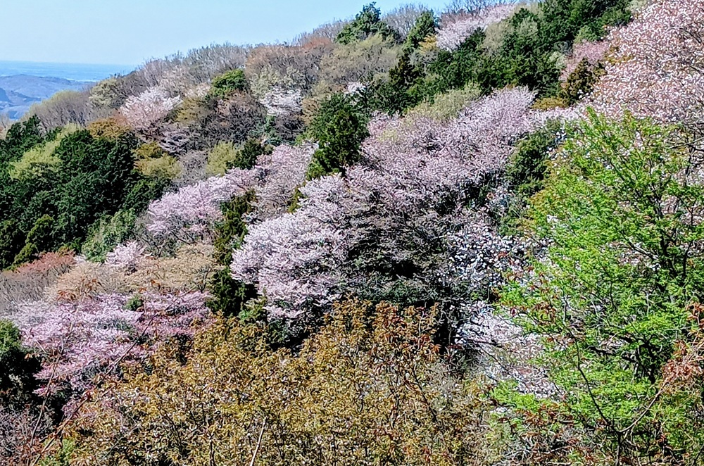 4月8日、高峯のヤマザクラをハイキングで楽しみました。