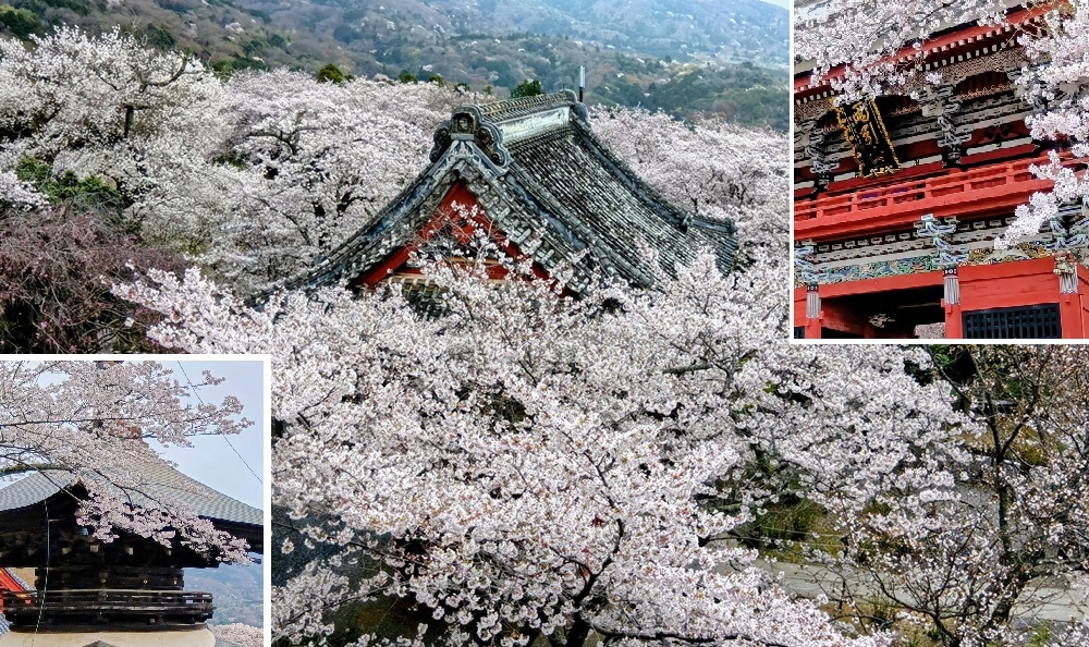 2026年4月1日現在の雨引観音、ちょうど見頃です