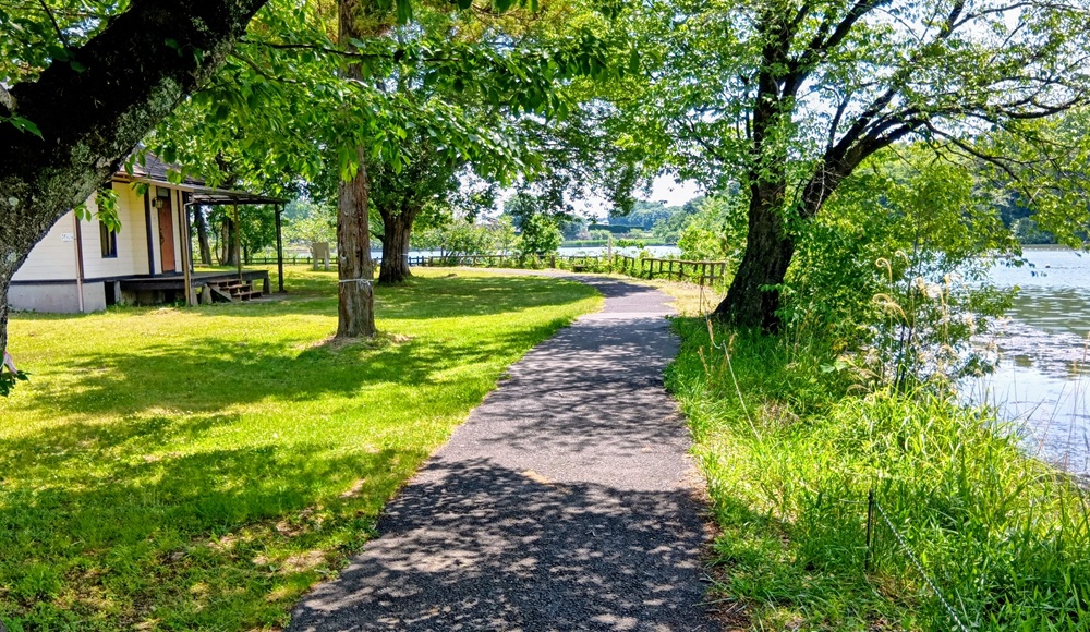 上野沼遊歩道=桜川市上野原地新田