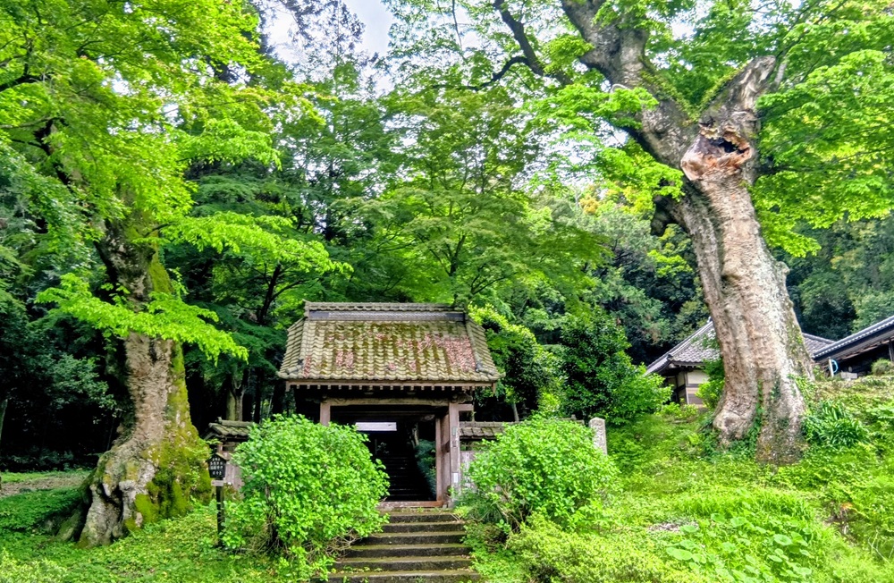 仏生寺の大ケヤキ＝栃木県真岡市南高岡