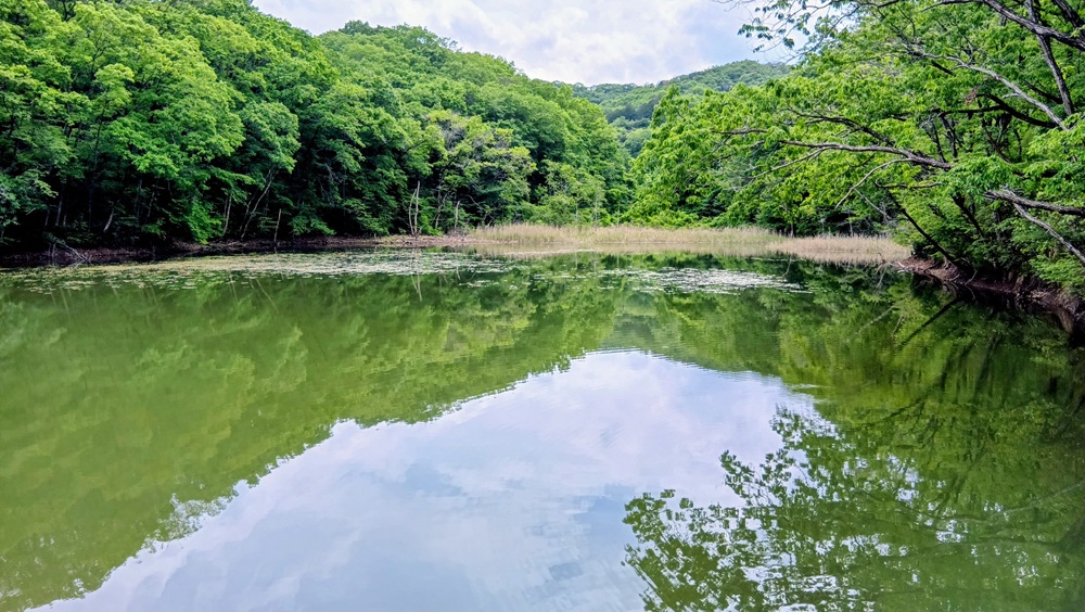 新緑に覆われた参らず池