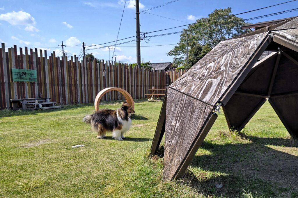 ドッグランでくつろぐ同店スタッフの秋山桃香さん愛犬のソフィーちゃんにモデルになってもらいました(結城市結城)