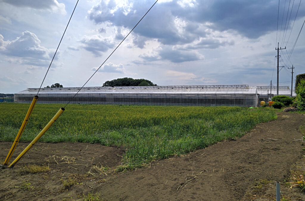 合計1200坪のハウス。ここに見えているのはごく一部です(結城市田間)