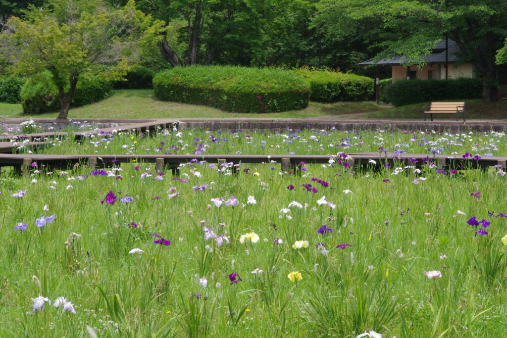 菖蒲園に咲くハナショウブ（下妻市下妻丙）