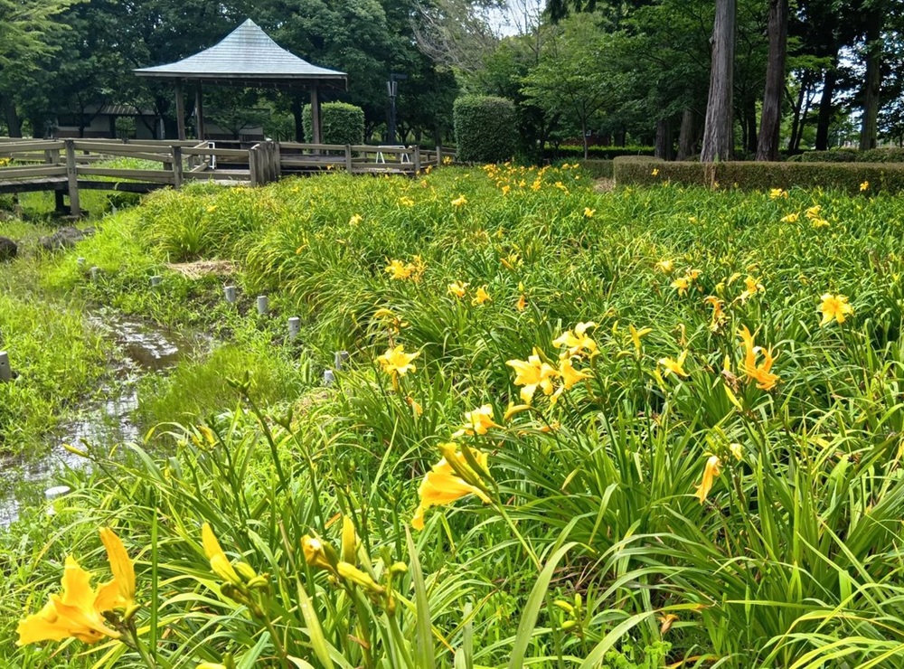 咲き始めたニッコウキスゲ（6月19日撮影）