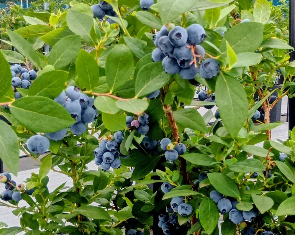 たわわに実ったブルーベリー(6月20日撮影)