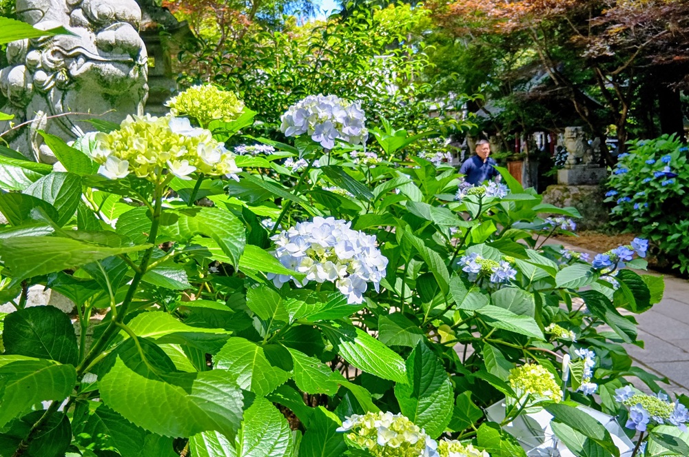 大宝八幡宮のアジサイ（6月6日撮影）