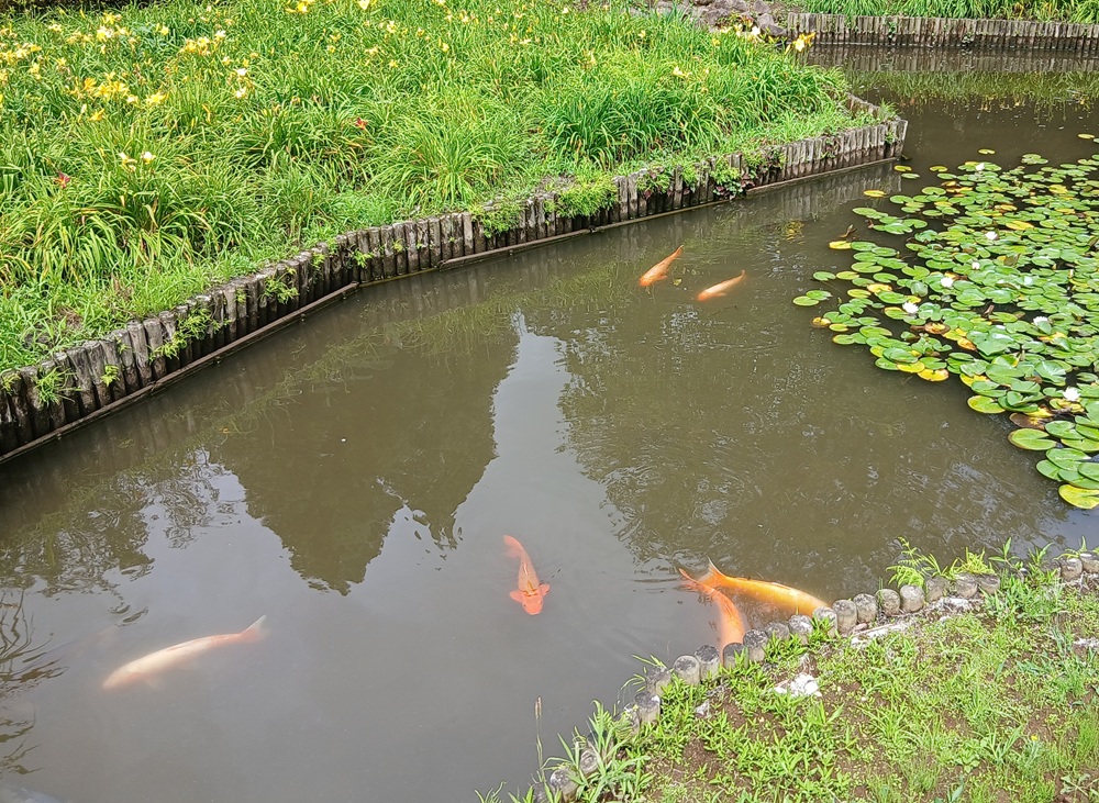 キスゲ園の池で泳ぐ錦鯉