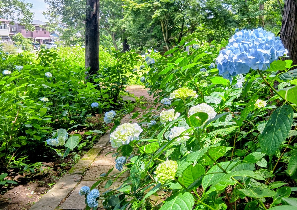 大宝八幡宮あじさい神苑（6月6日撮影）