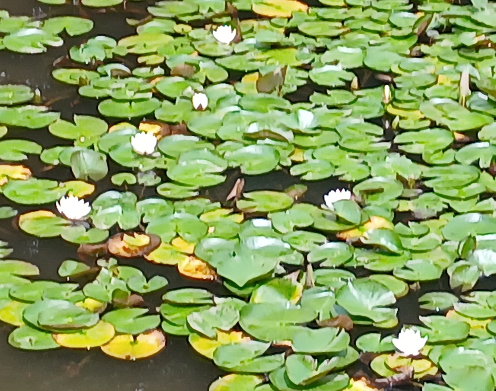 キスゲ園の池に咲くスイレン（6月19日撮影）