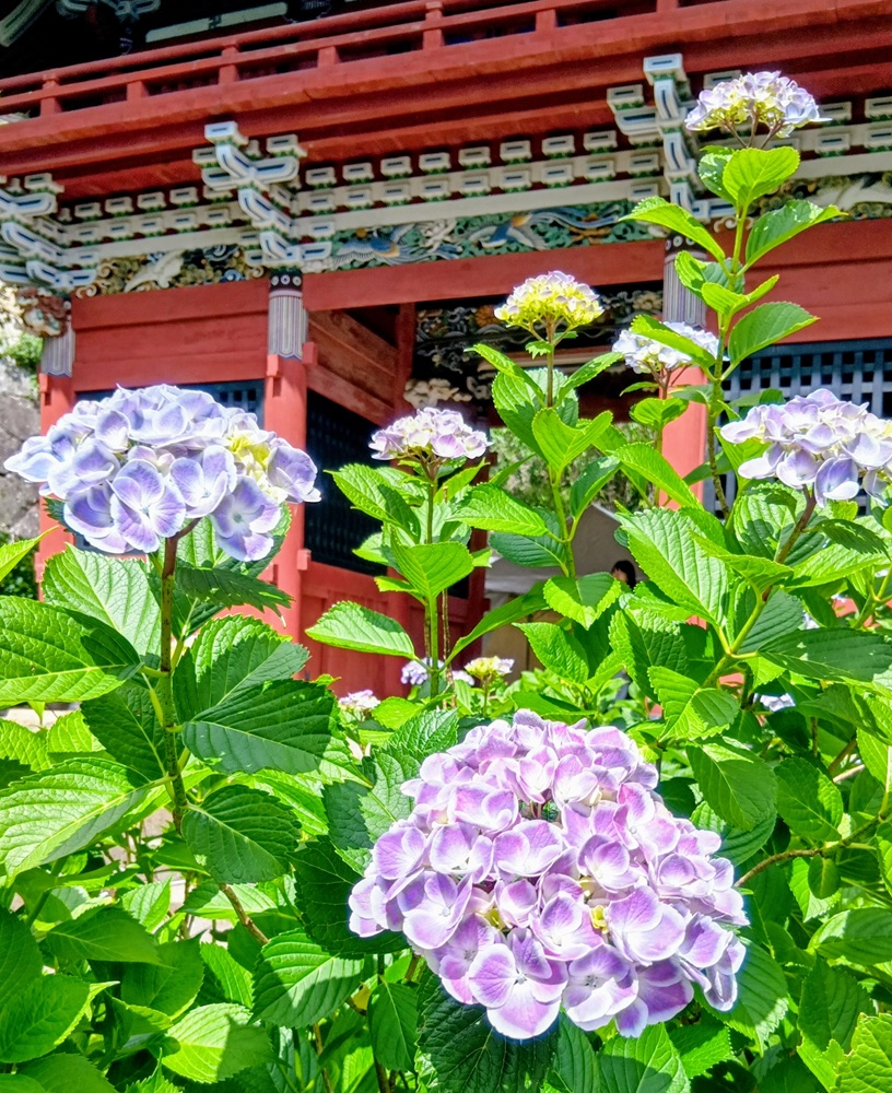 雨引観音＝桜川市本木（6月6日撮影）