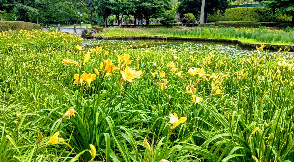 咲き始めのニッコウキスゲ（6月19日撮影）