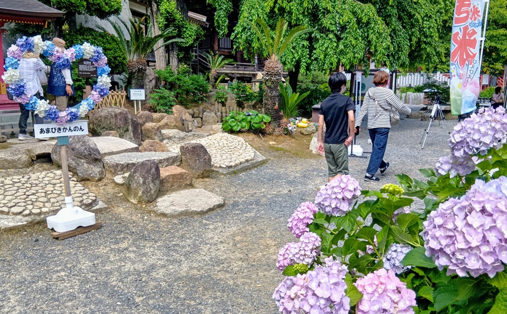 アジサイの咲く雨引観音境内（6月6日撮影）