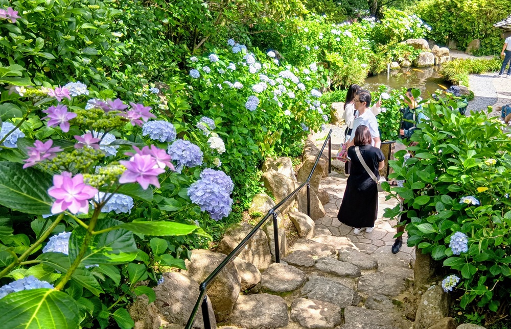 庭園に咲くアジサイ（6月6日撮影）