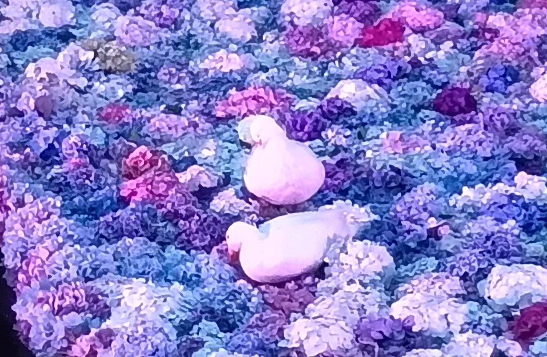 水中華とアヒル(6月22日撮影)