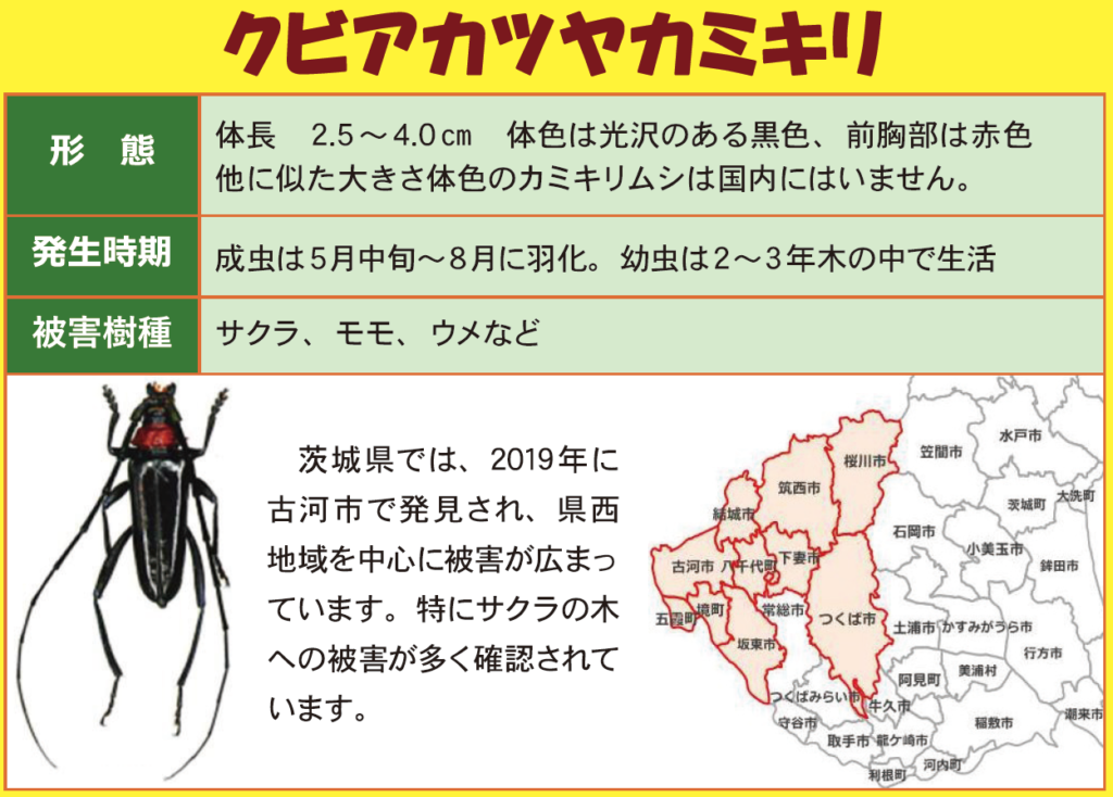 クビアカツヤカミキリの特徴や生息地域(茨城県作成の資料から抜粋)