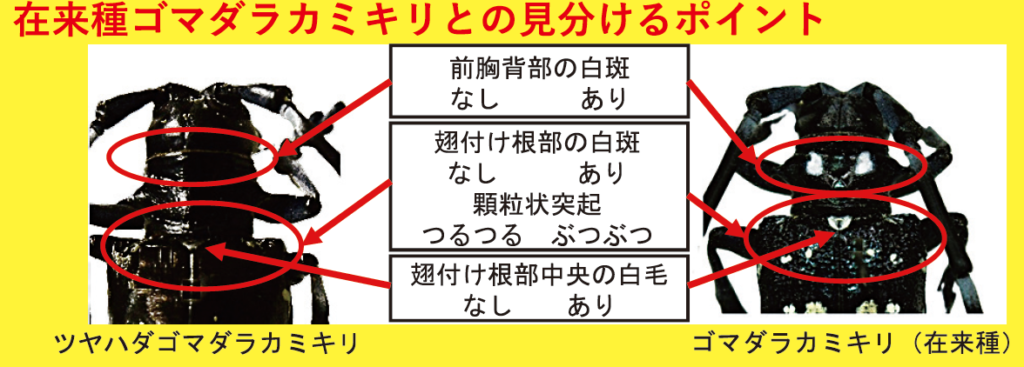 在来種との見分け方(茨城県作成の資料から抜粋)