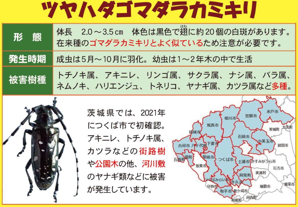 ツヤハダゴマダラカミキリの特徴と生息地域(茨城県作成の資料から抜粋)