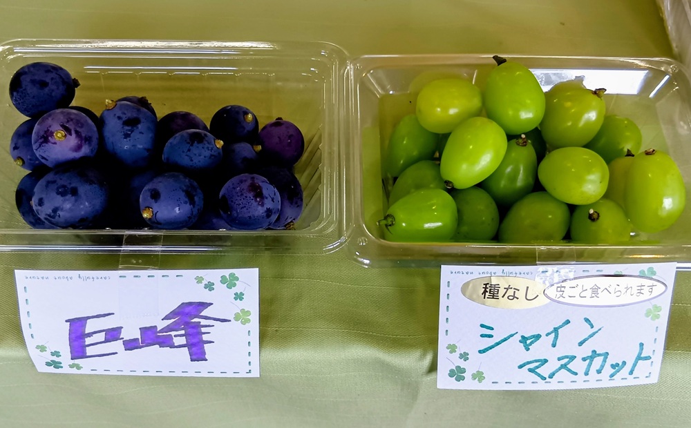 試食用の巨峰とシャインマスカット