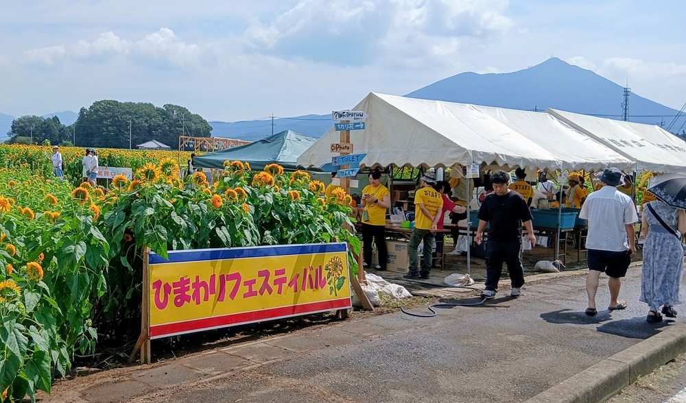 あけのひまわりフェスティバル＝筑西市倉持（8月26日撮影）