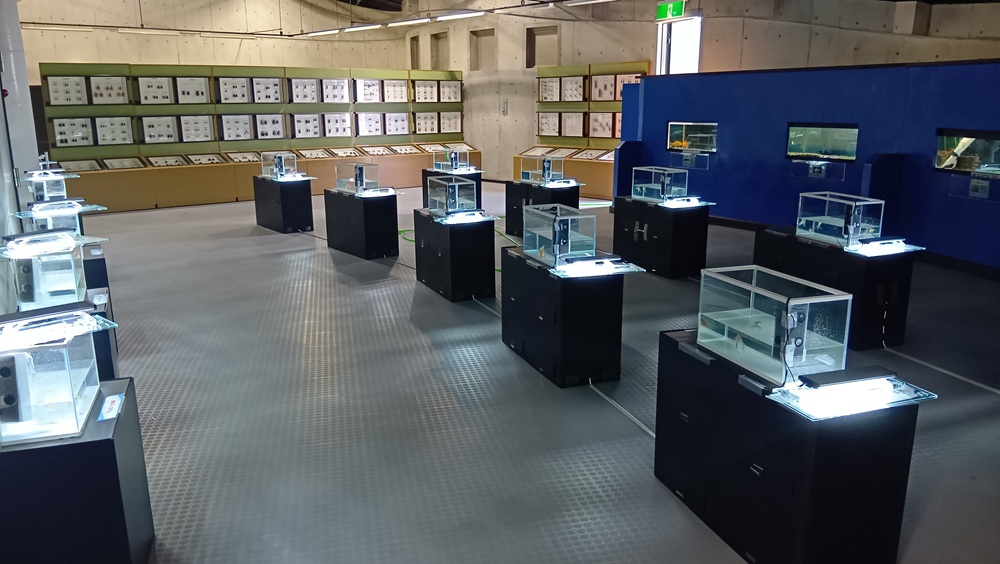 金魚アクアリウム展＝ネイチャーセンターギャラリー１