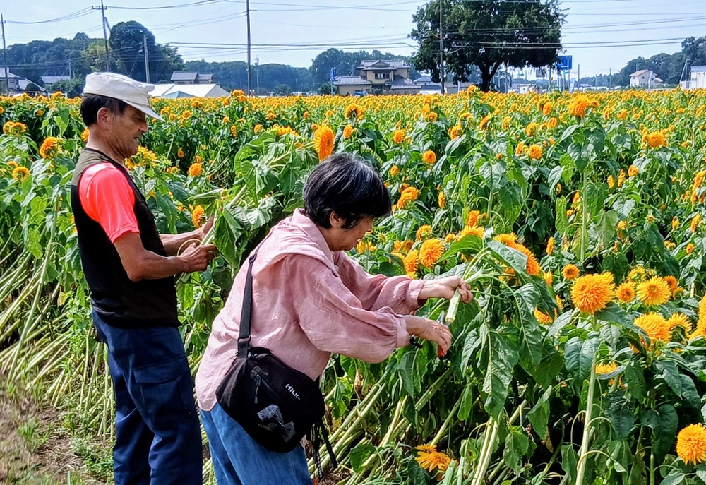 切花園（8月26日撮影）