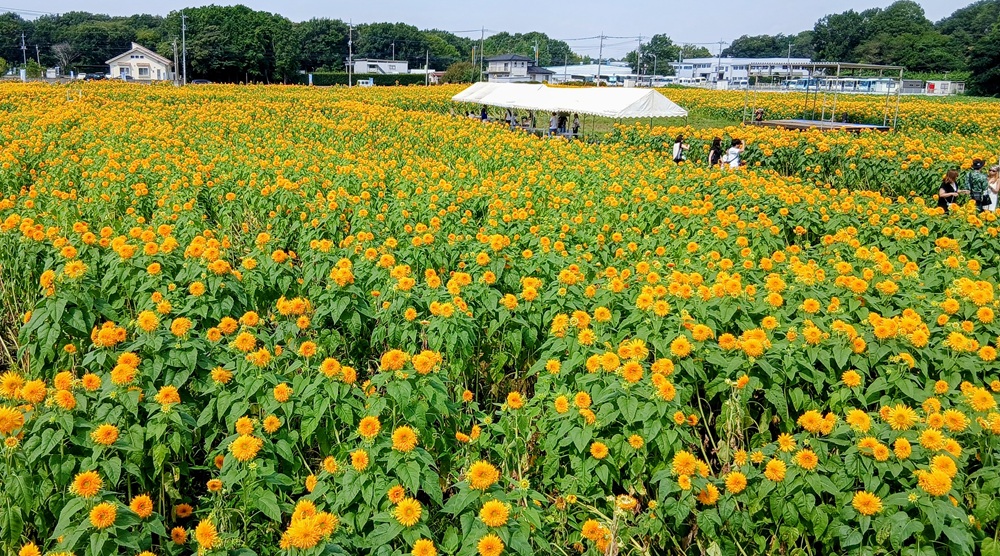 展望台から見るヒマワリ畑（8月26日撮影）