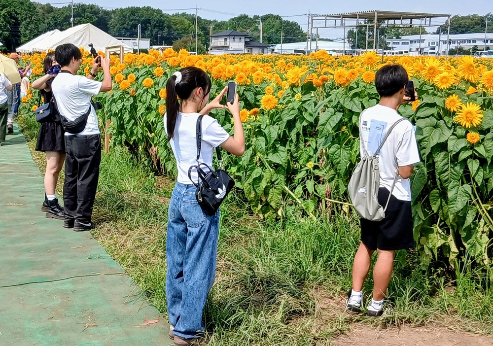 あけのひまわりフェスティバル（8月26日撮影）