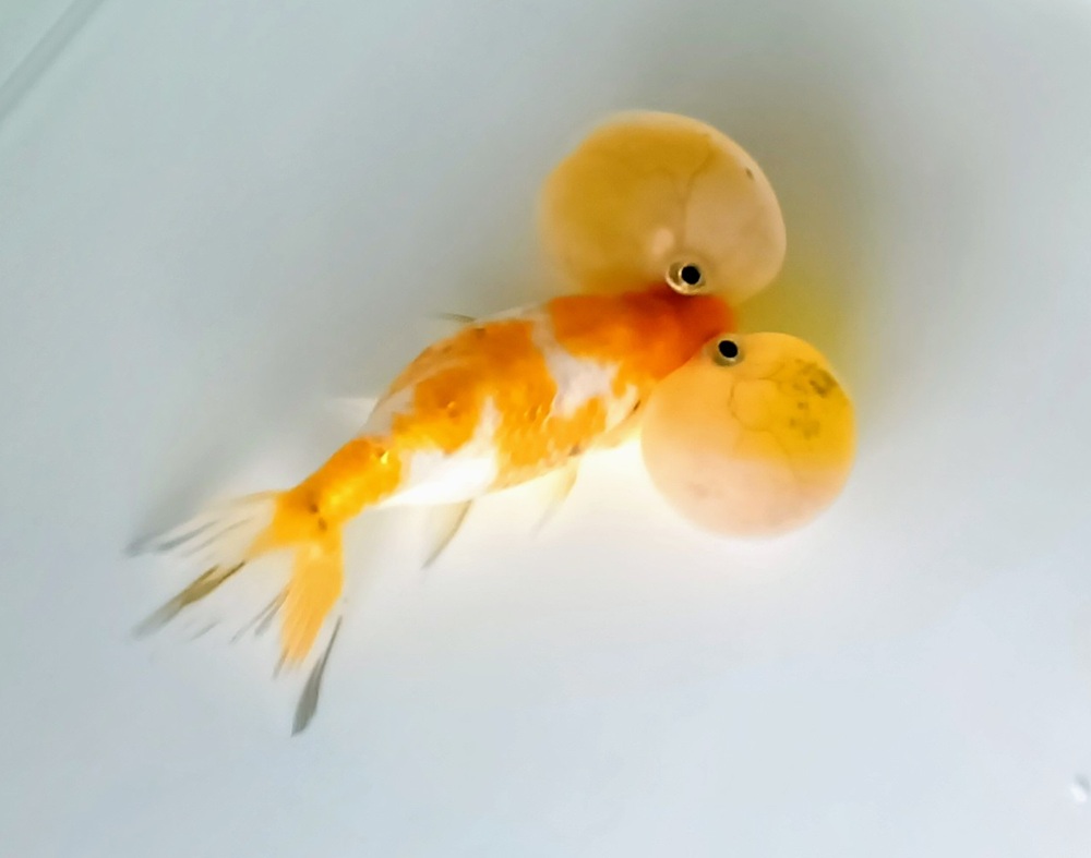 水泡眼