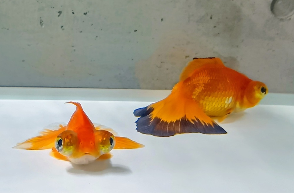 蝶尾